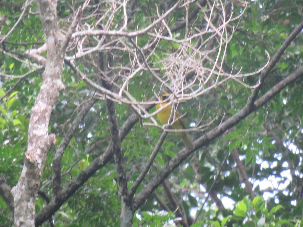 Yellow-green Grosbeak - ML99561001