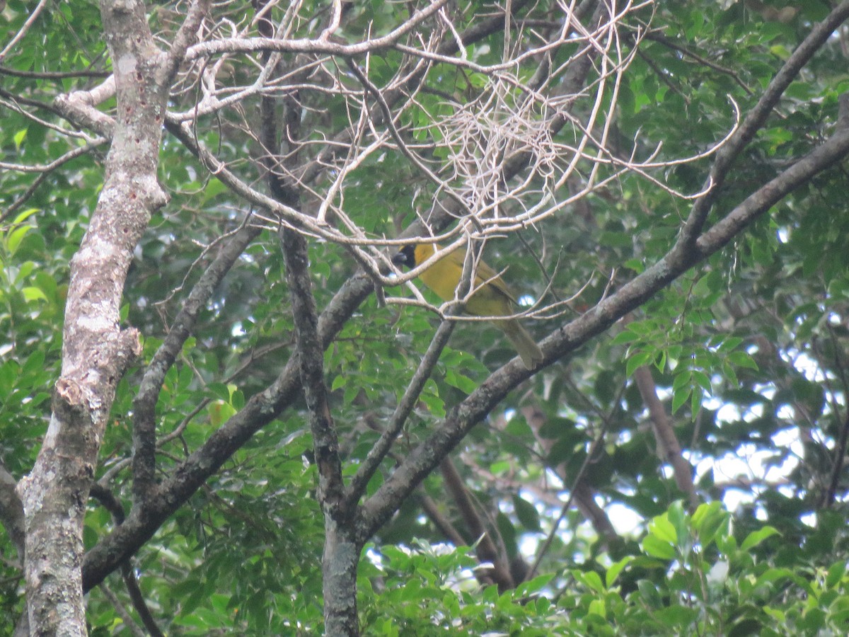 Yellow-green Grosbeak - ML99561011