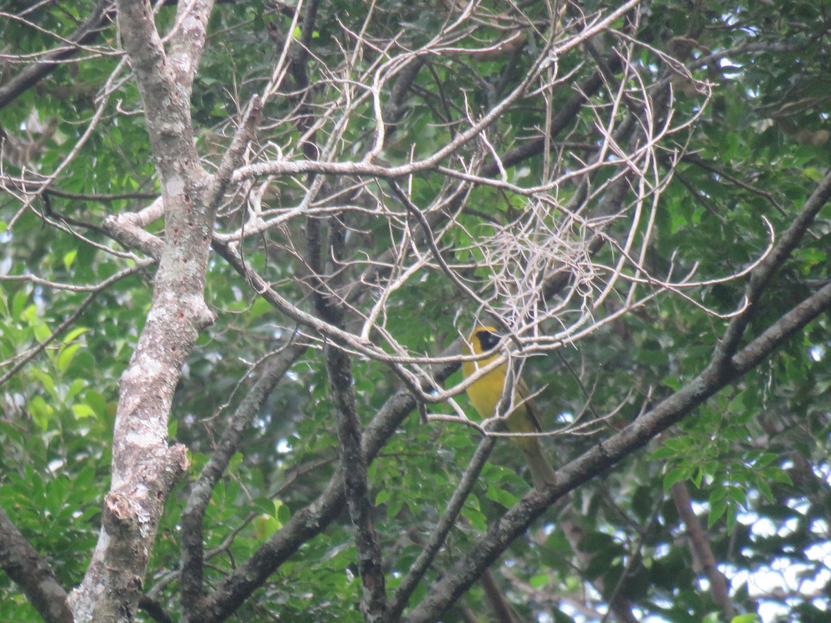 Yellow-green Grosbeak - ML99561021