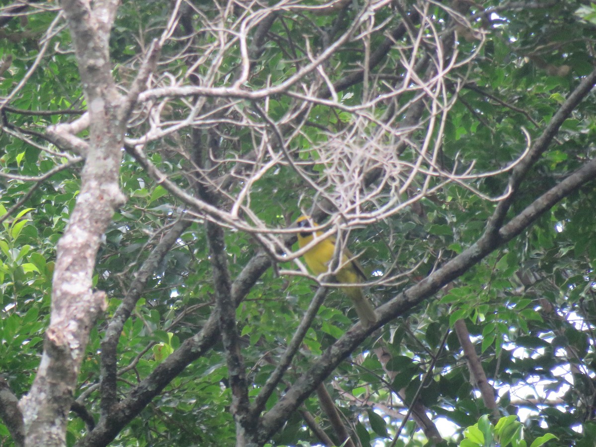 Yellow-green Grosbeak - Thomas Brooks