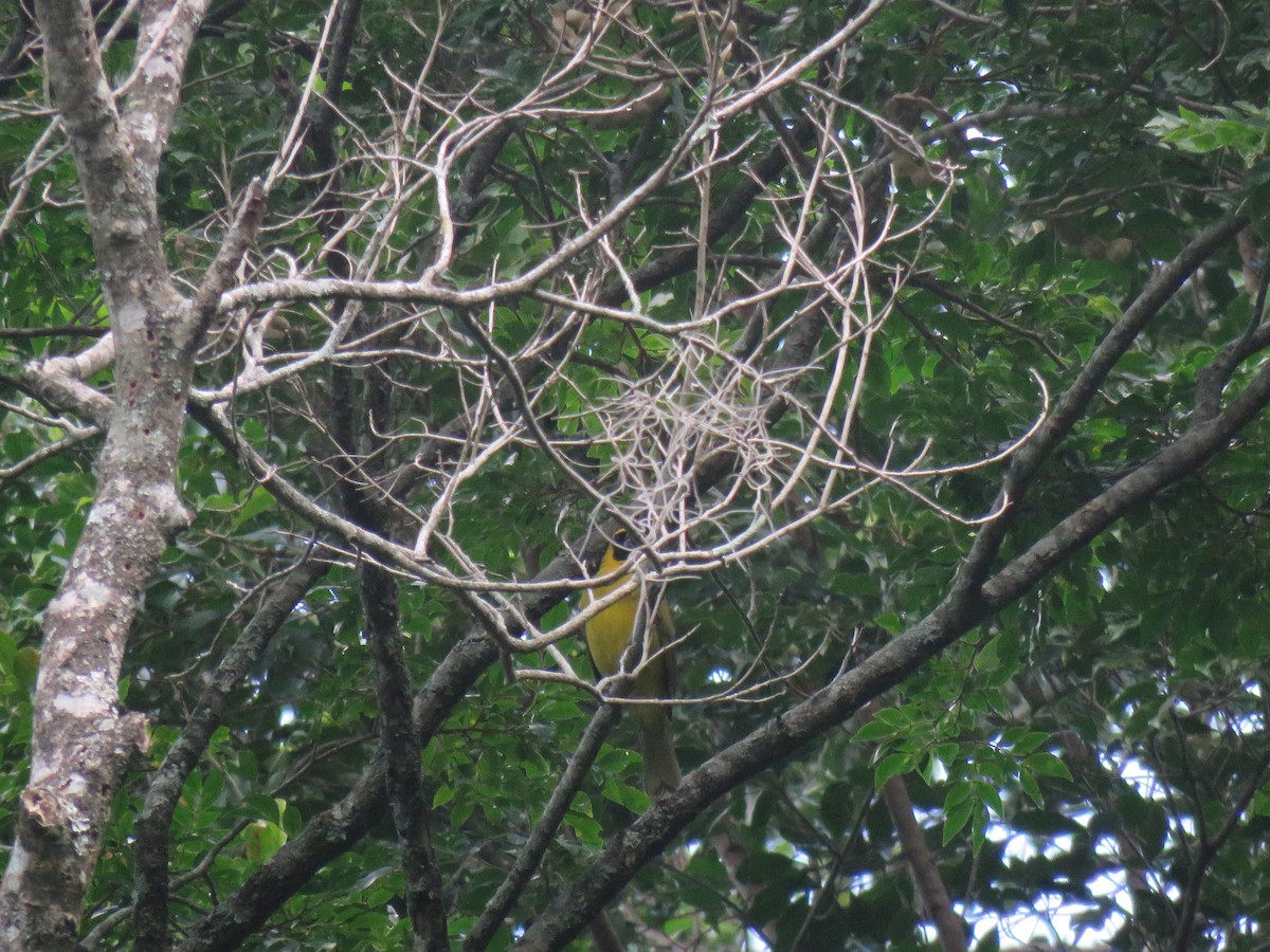 Yellow-green Grosbeak - Thomas Brooks