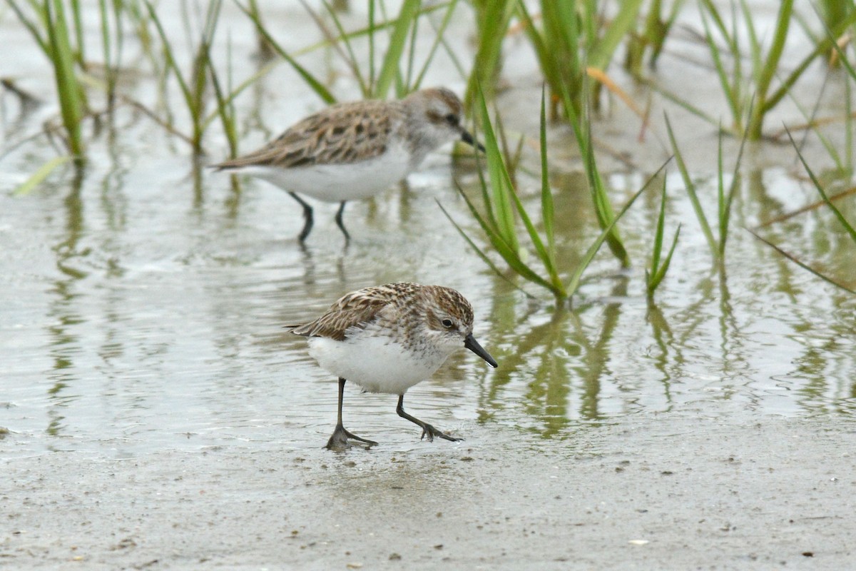 Semipalmated Sandpiper - ML99561251