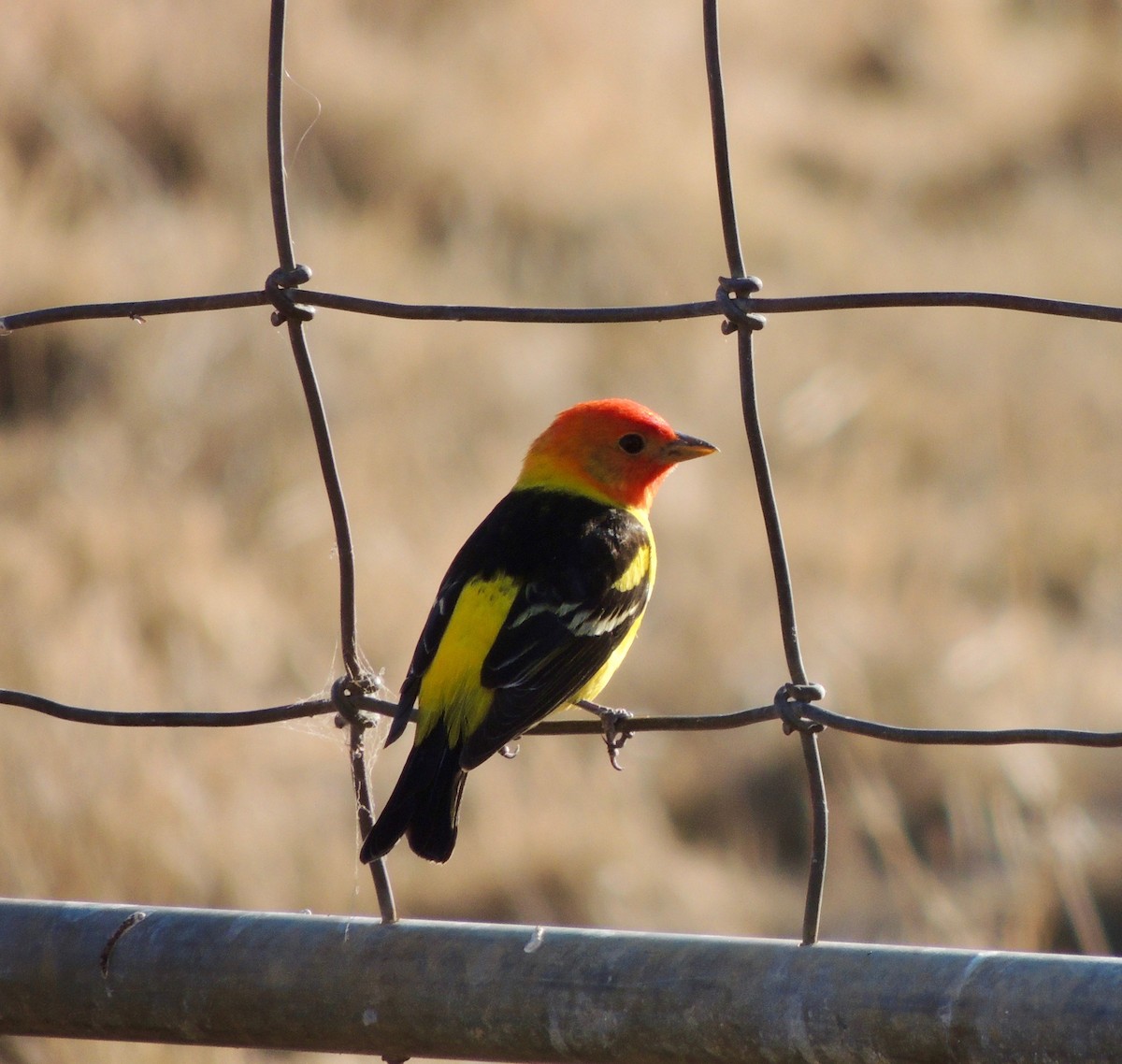 Western Tanager - ML99561681