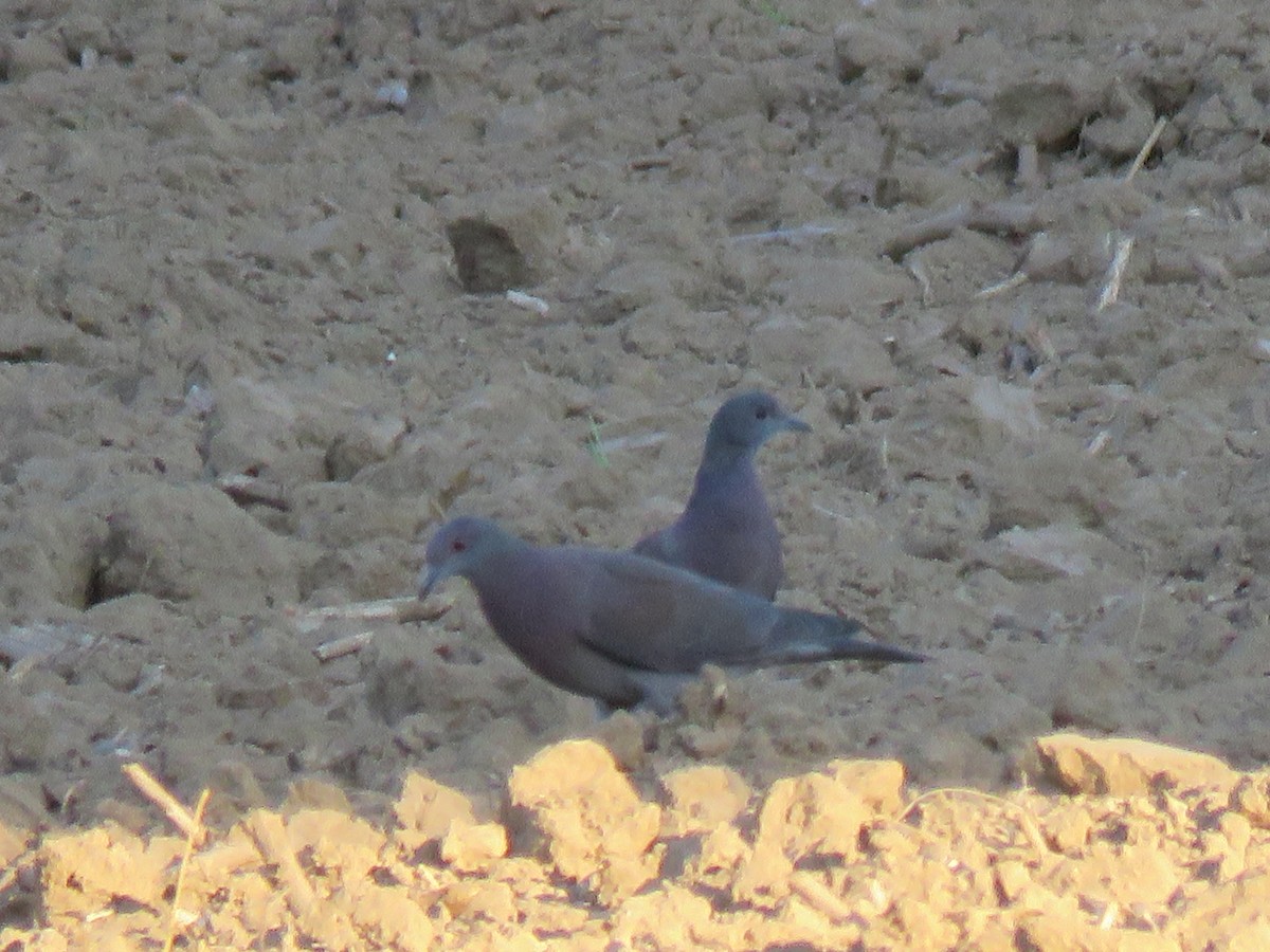 Pale-vented Pigeon - ML99562731