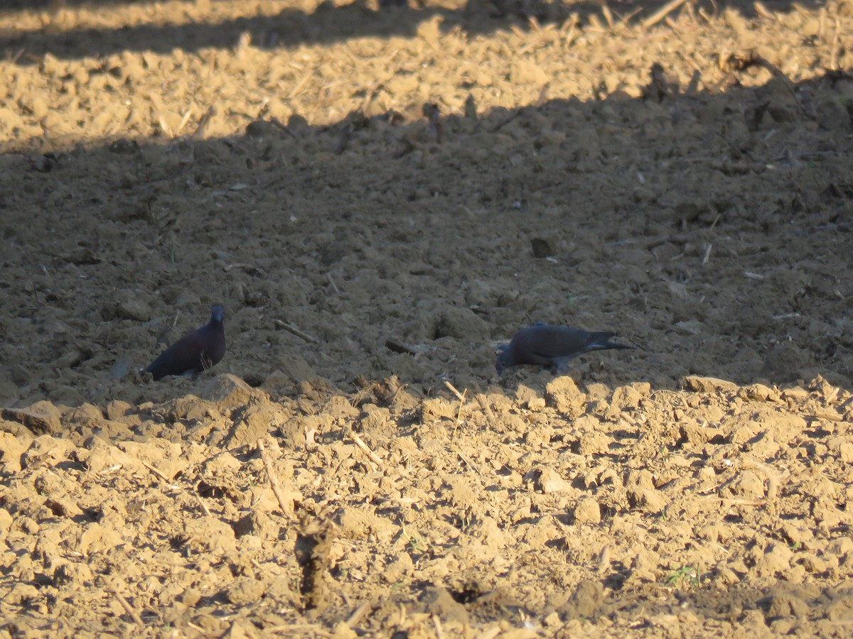 Pale-vented Pigeon - ML99562771