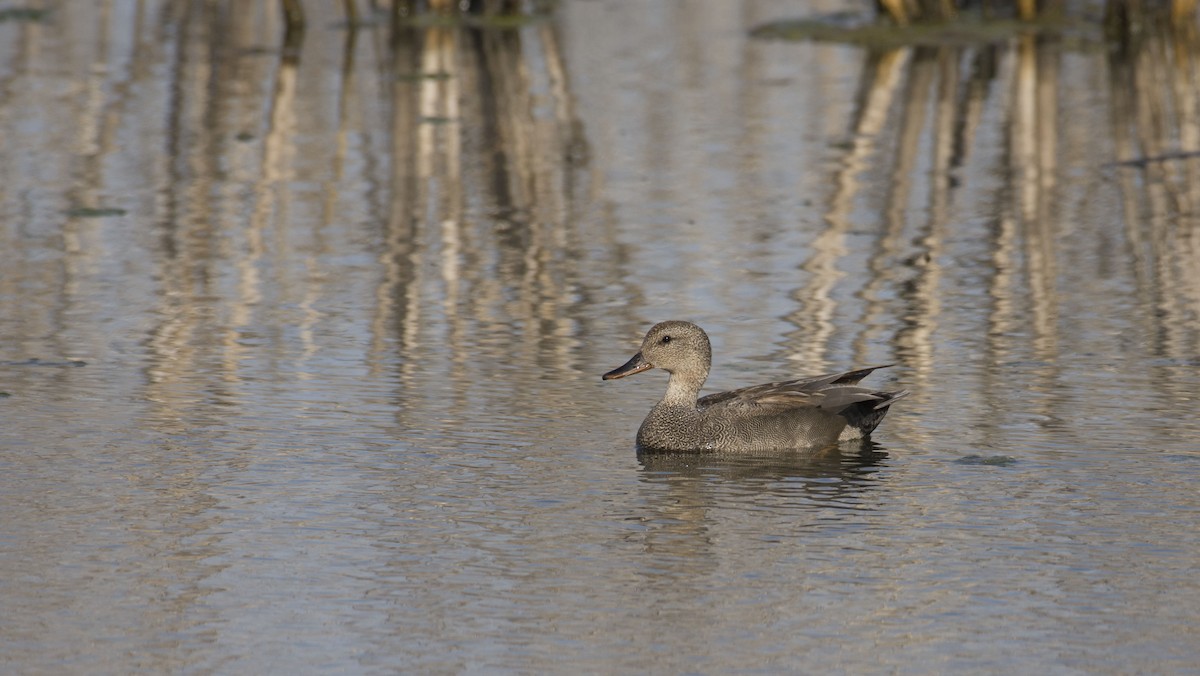 Gadwall - Marky Mutchler