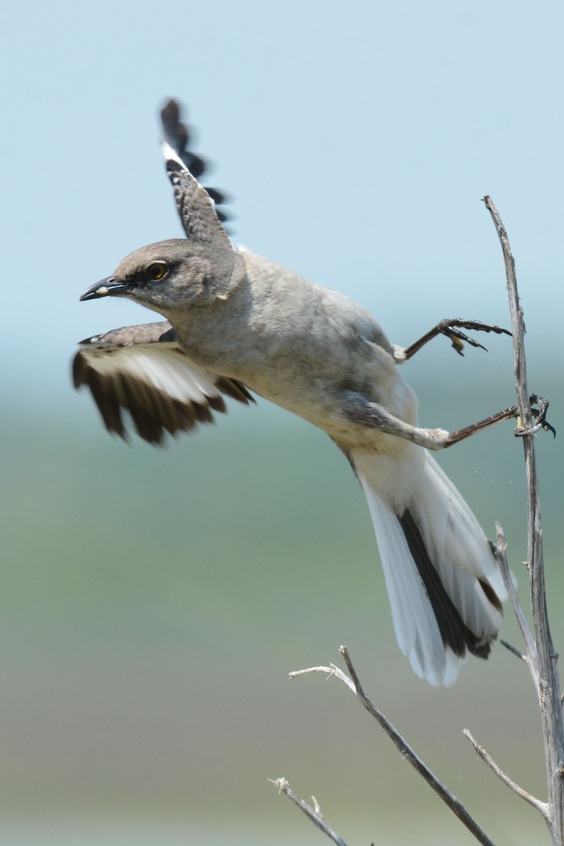 Northern Mockingbird - ML99562801