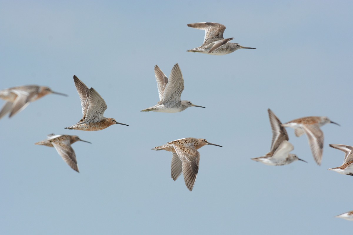 Short-billed Dowitcher - Steve Dowlan