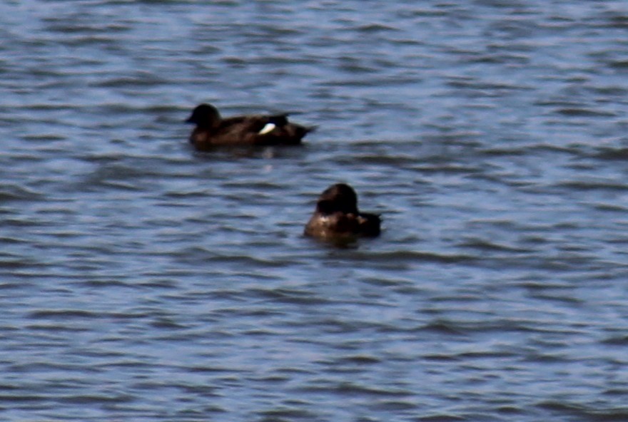 White-winged Scoter - ML99563821