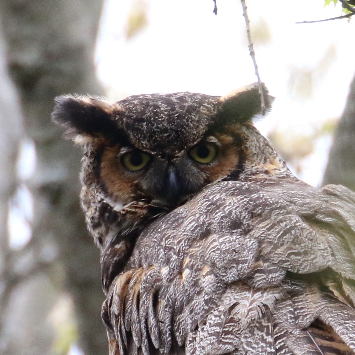 Great Horned Owl - ML99564311