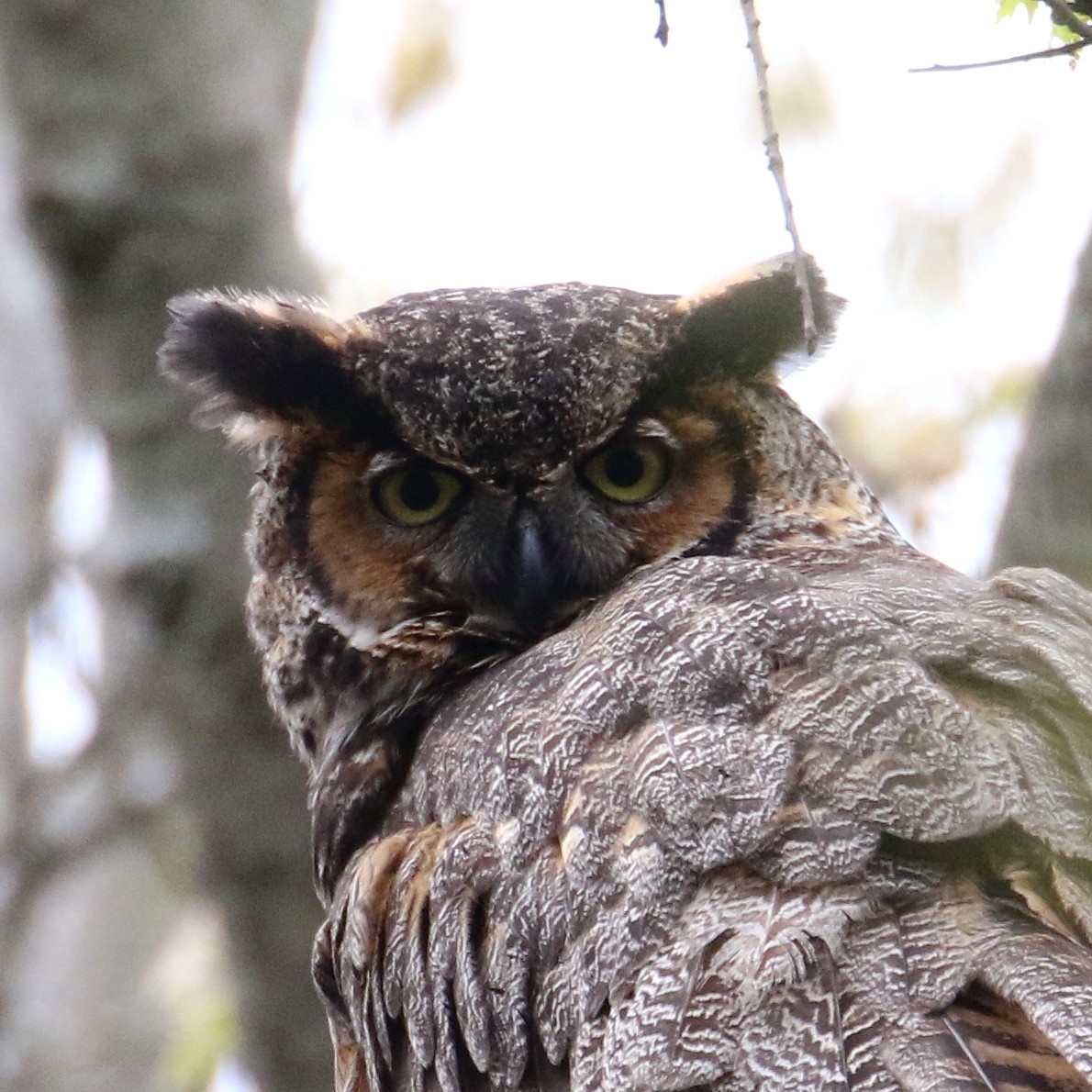 Great Horned Owl - David Forsyth