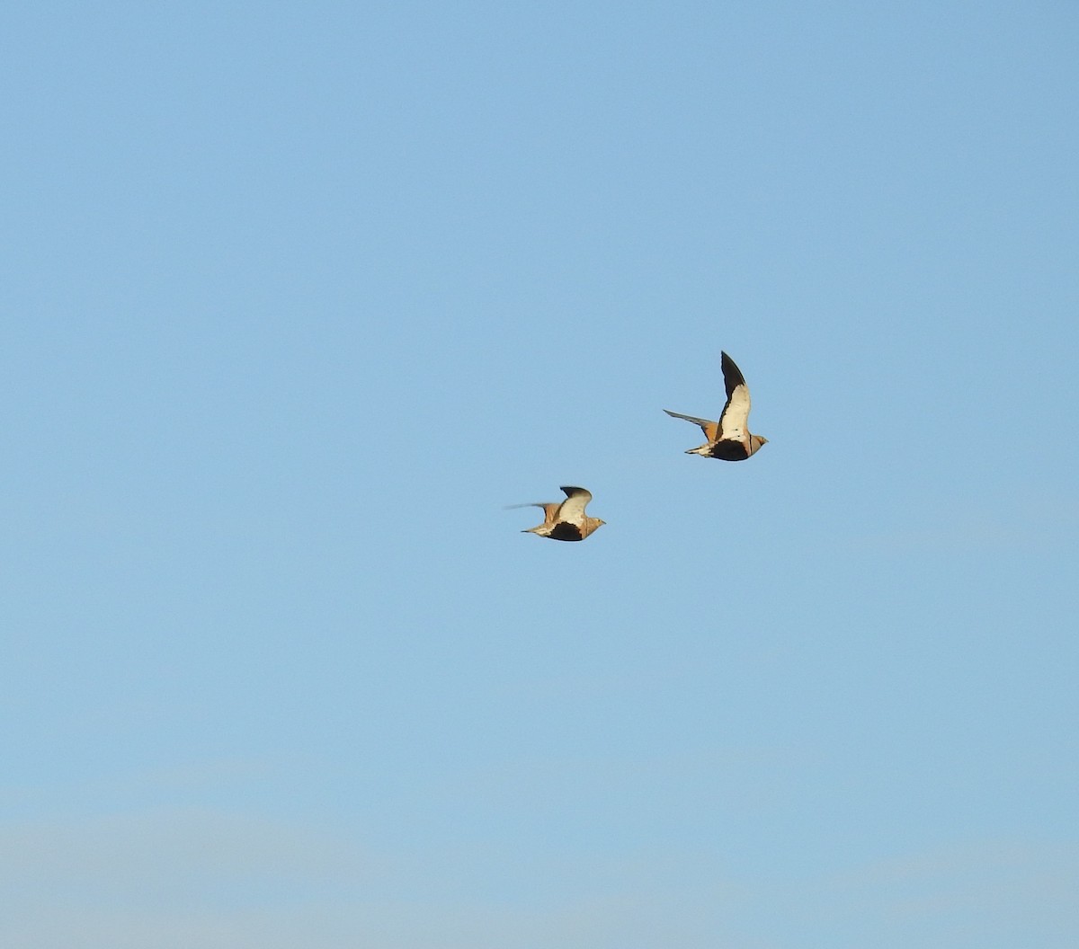 Black-bellied Sandgrouse - ML99564671