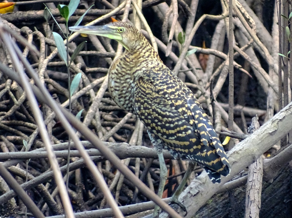 Bare-throated Tiger-Heron - Julio Acosta  ES Tour Guide