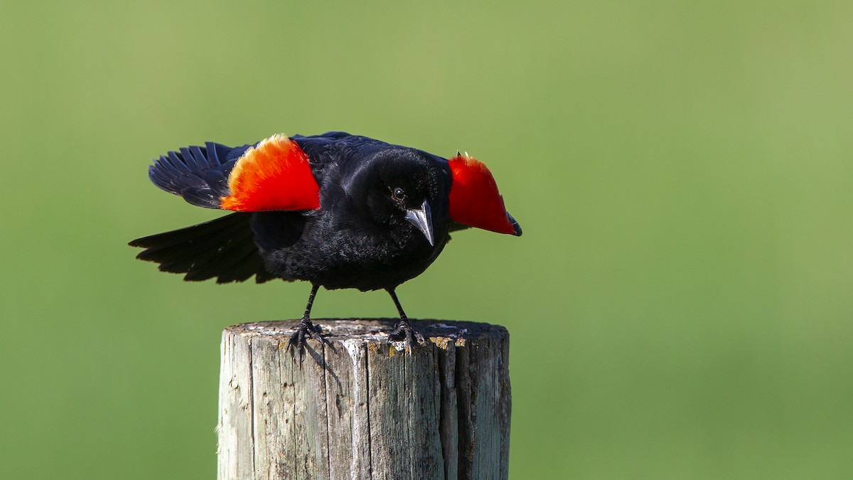 Red-winged Blackbird - Craig  Wolman