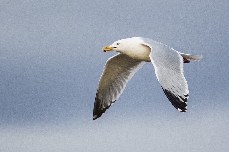 Herring Gull - Gerald Romanchuk