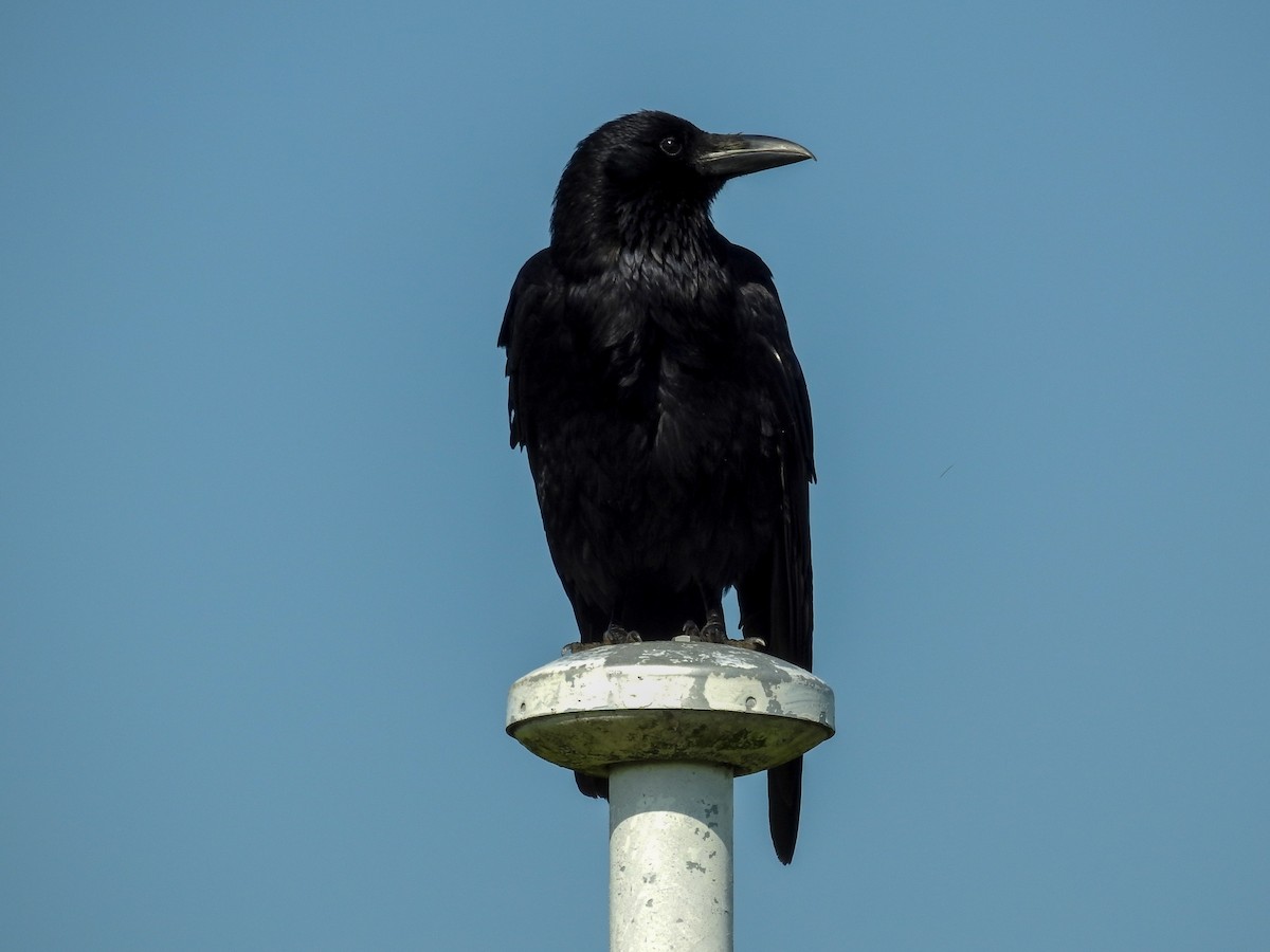 Carrion Crow - Anonymous