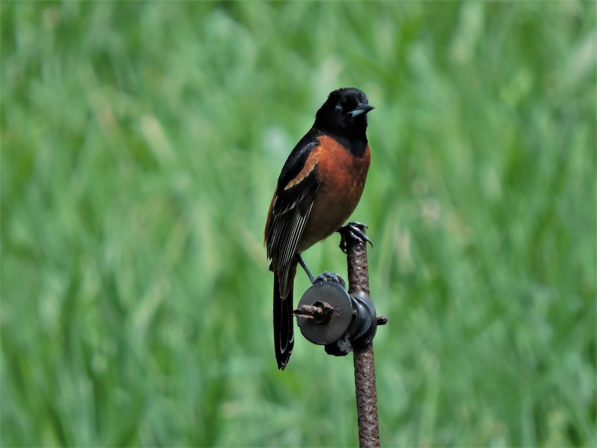 Orchard Oriole - Eric Michael