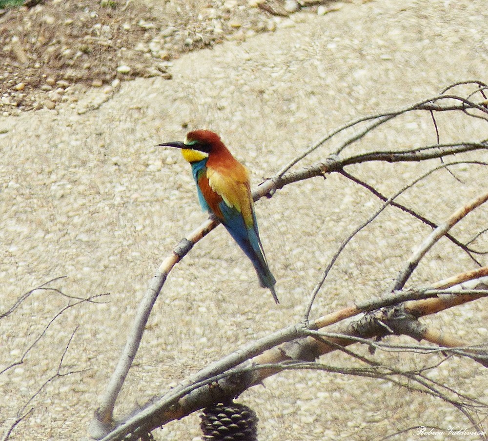 European Bee-eater - ML99567661