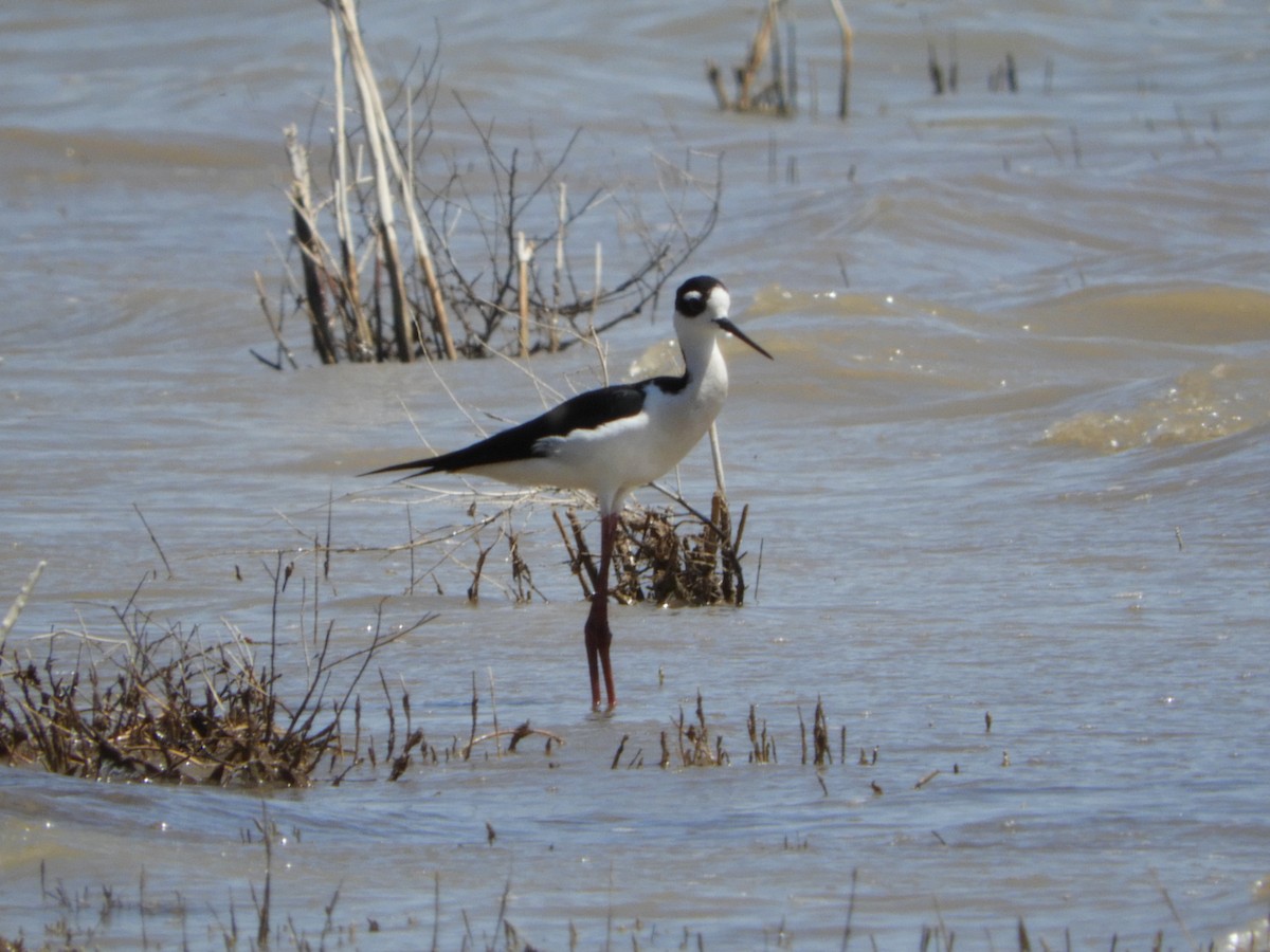 Black-necked Stilt - ML99567671