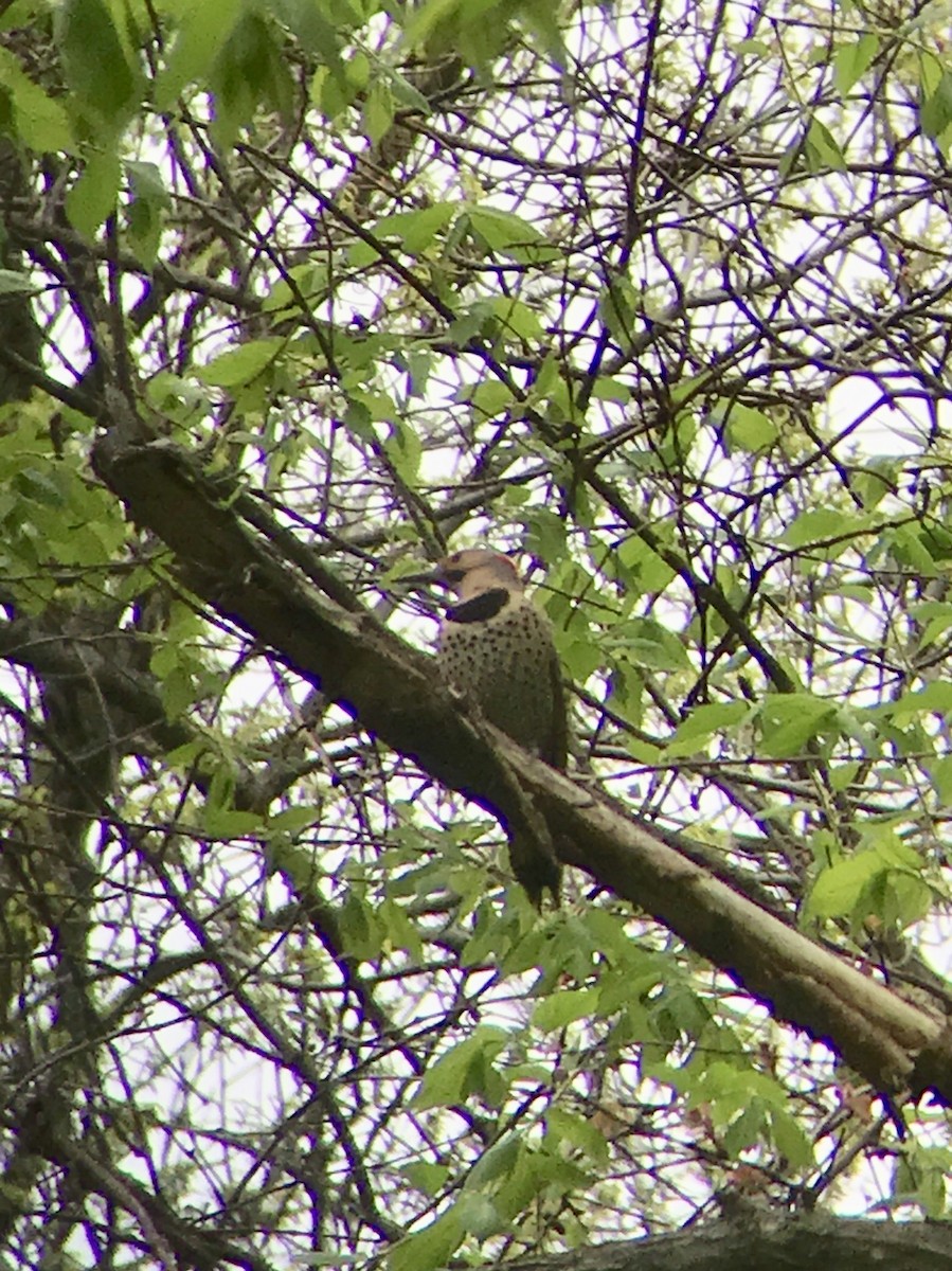 Northern Flicker (Yellow-shafted) - ML99568161