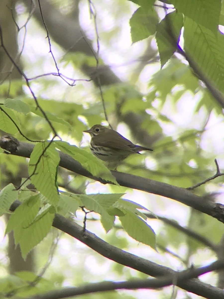 Ovenbird - ML99568191