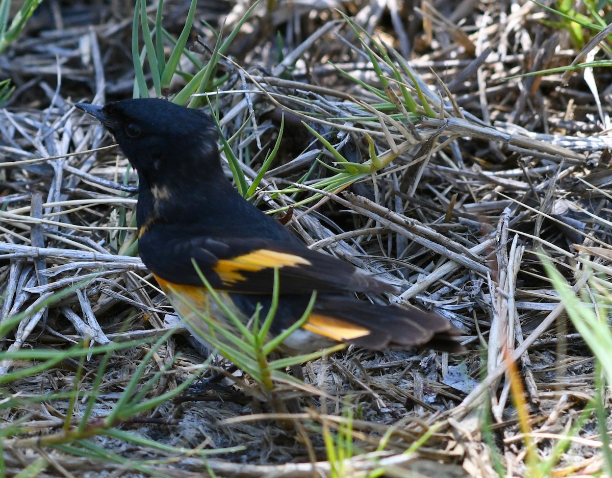 American Redstart - Suzanne Zuckerman