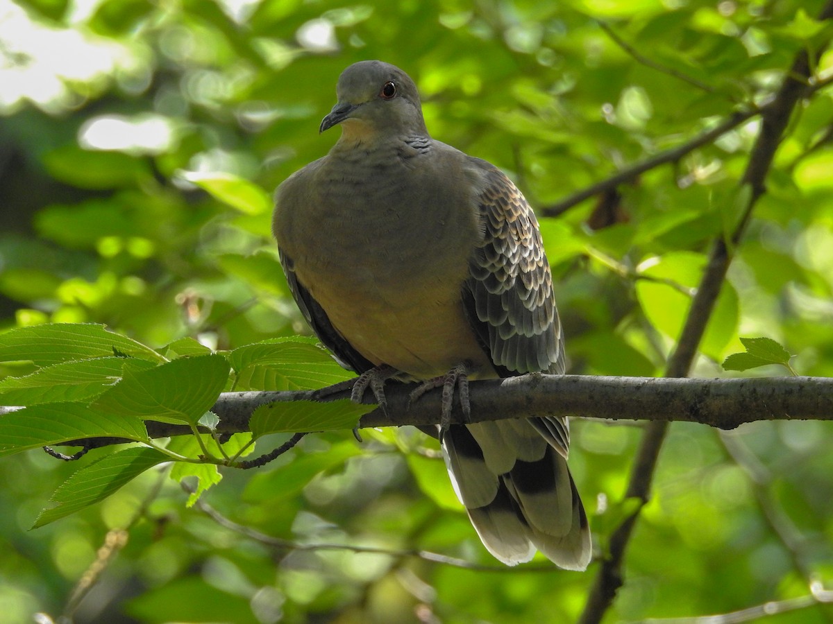 Oriental Turtle-Dove - Anonymous