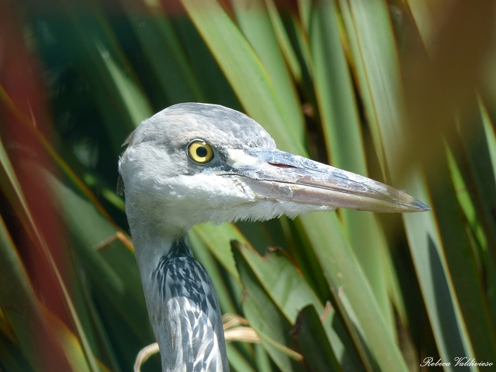 Gray Heron - ML99569451