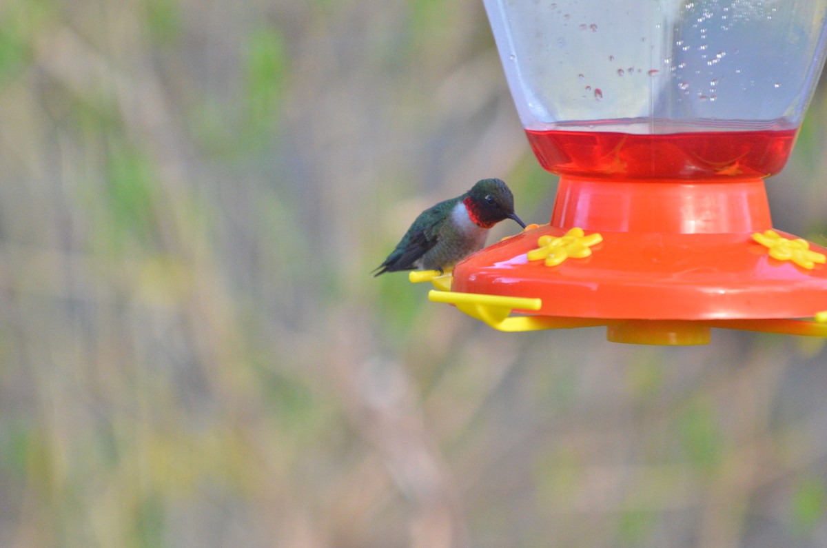 Colibri à gorge rubis - ML99570161