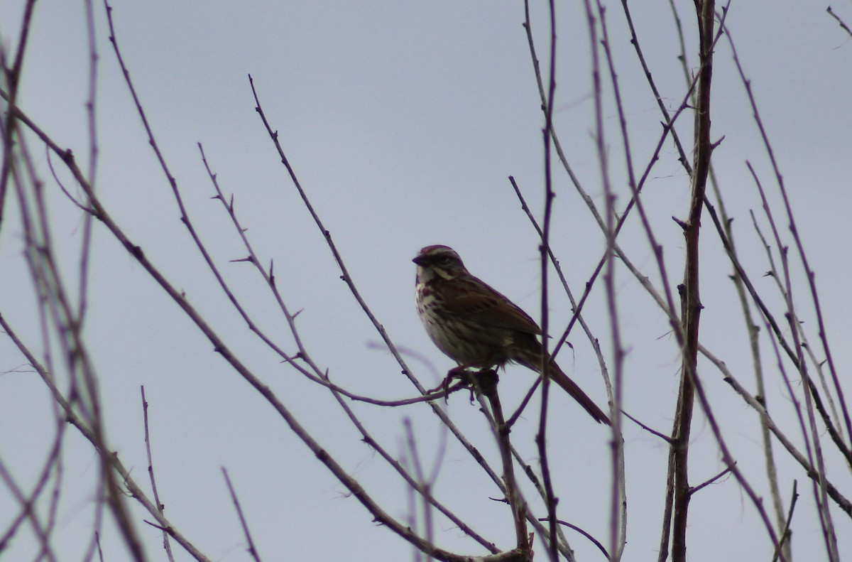 Song Sparrow - ML99570471