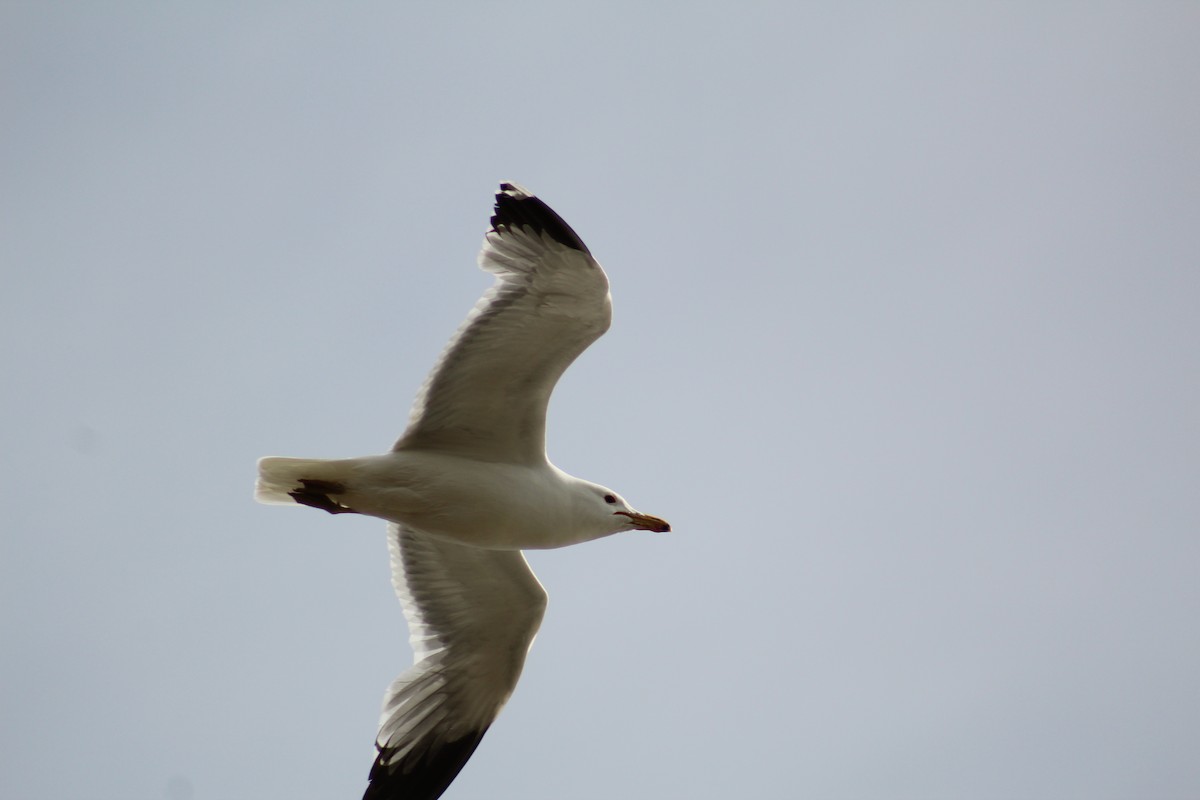 California Gull - ML99570731