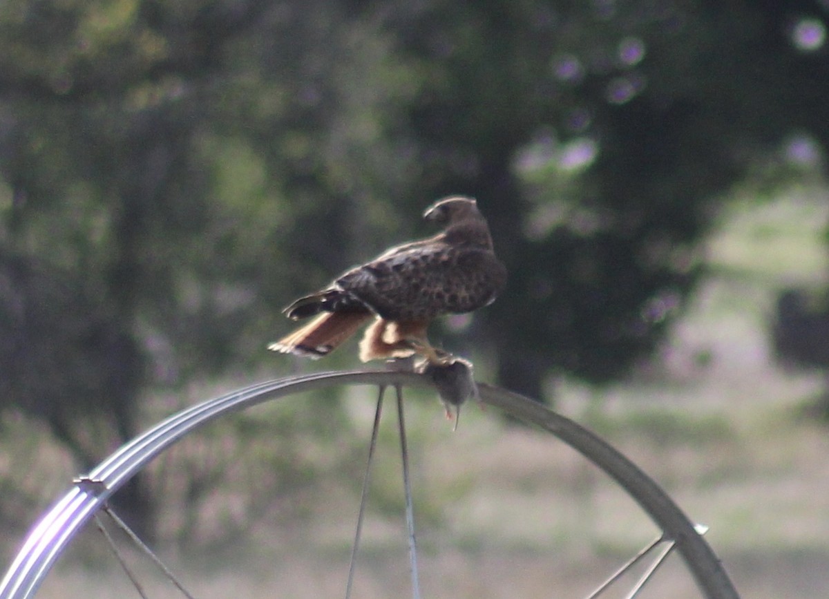 Red-tailed Hawk - ML99571161