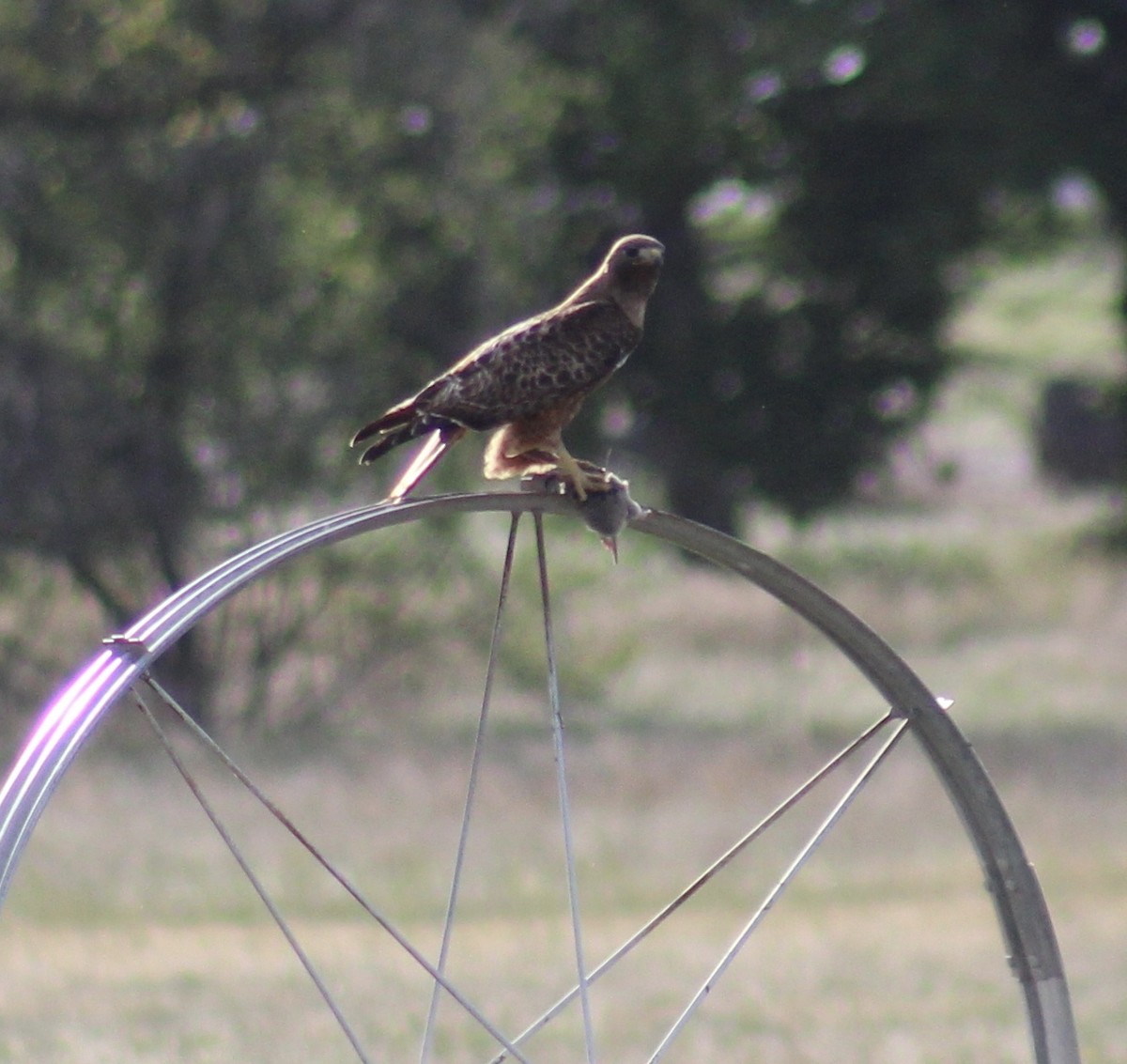 Red-tailed Hawk - ML99571181