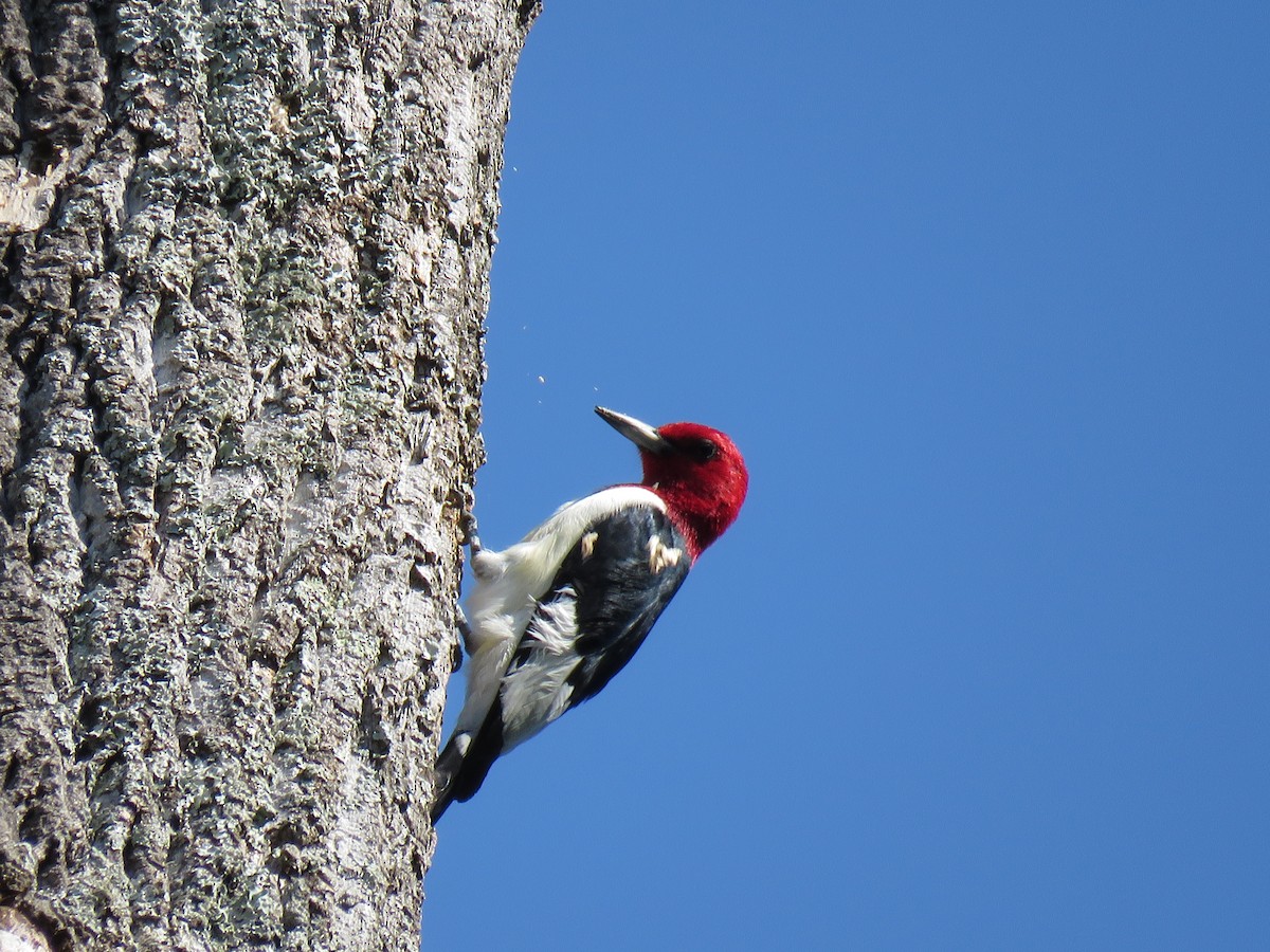 Pic à tête rouge - ML99571241