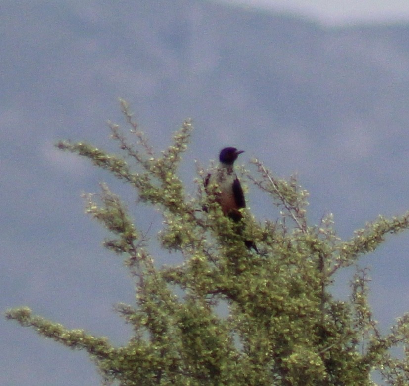 Lewis's Woodpecker - ML99571721