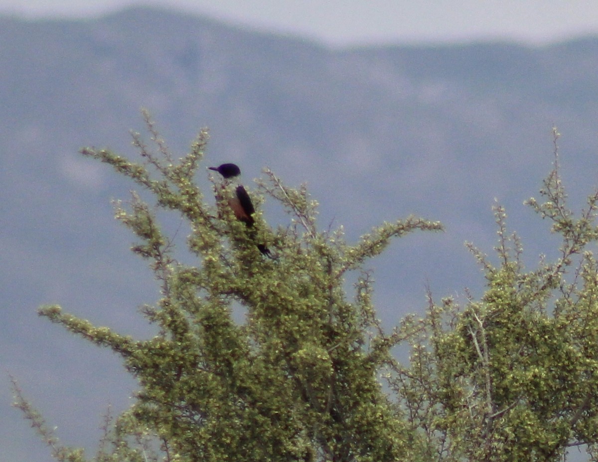 Lewis's Woodpecker - ML99571731