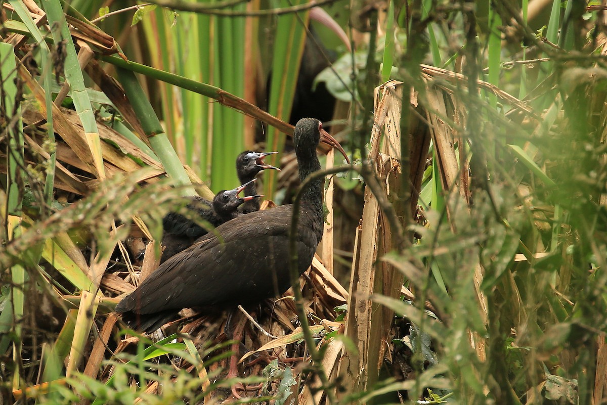 Ibis à face nue - ML99574141