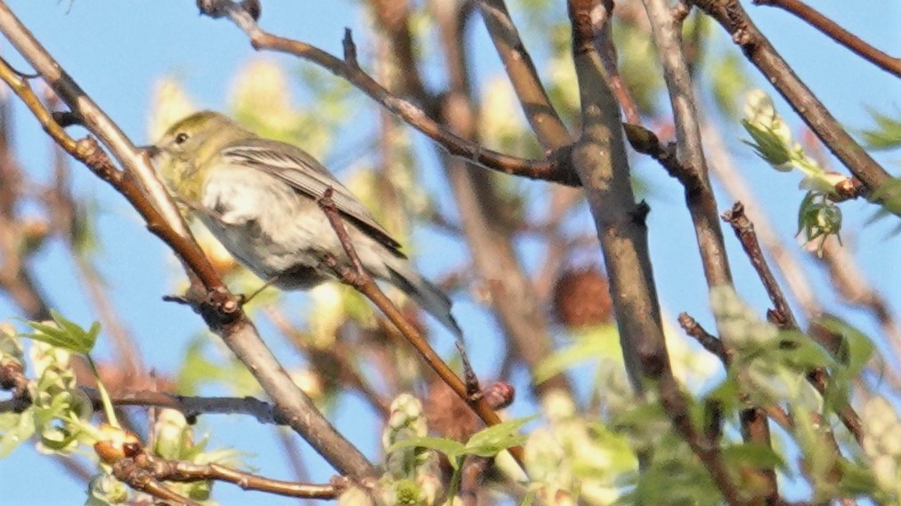 Yellow-throated Vireo - ML99574291