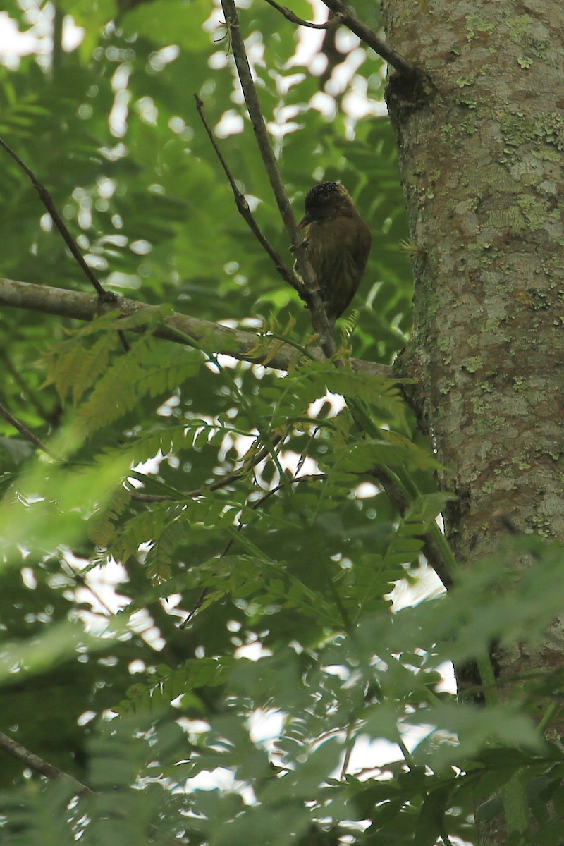 Olivaceous Piculet - Tim Lenz