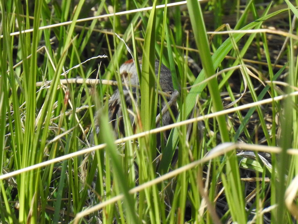 American Tree Sparrow - ML99575171