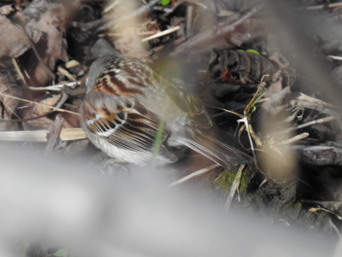 American Tree Sparrow - ML99575191