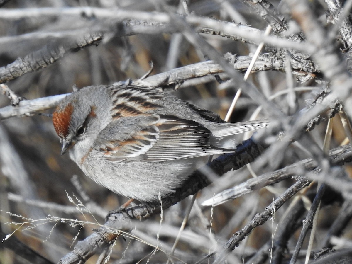 American Tree Sparrow - Shane Sater