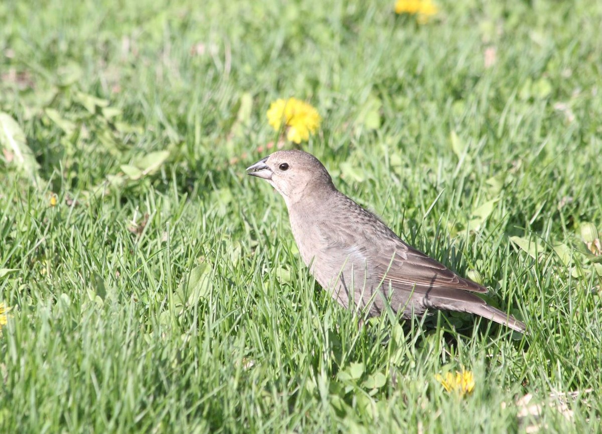 Brown-headed Cowbird - ML99576161