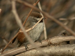 Boreal Chickadee - ML99576621