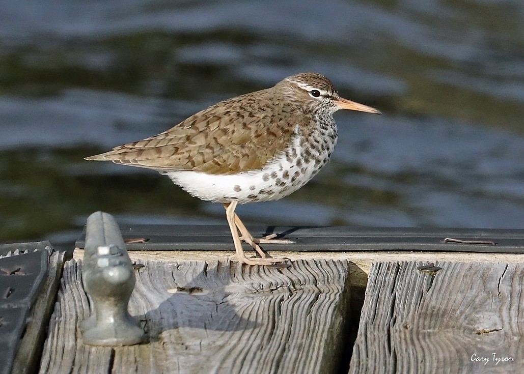 Spotted Sandpiper - ML99577381