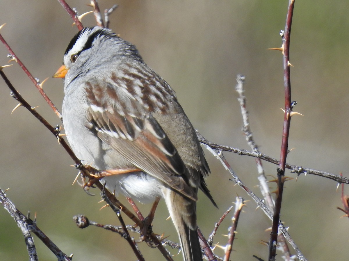 strnadec bělopásý (ssp. gambelii) - ML99577901