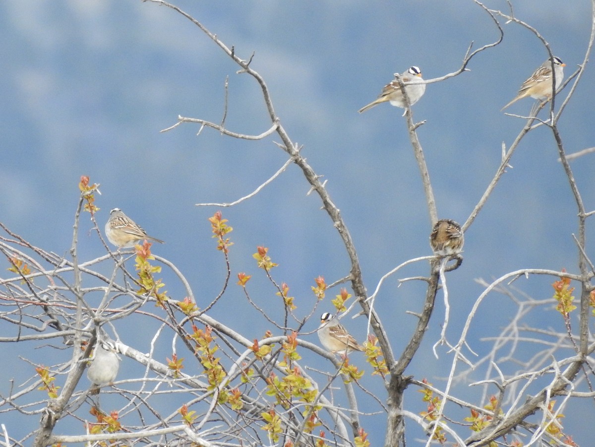 White-crowned Sparrow (Gambel's) - Shane Sater