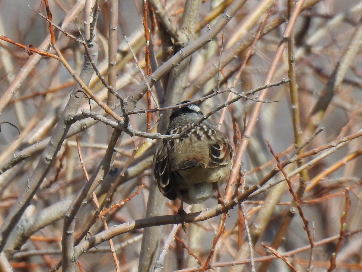 White-crowned Sparrow (Gambel's) - ML99577941