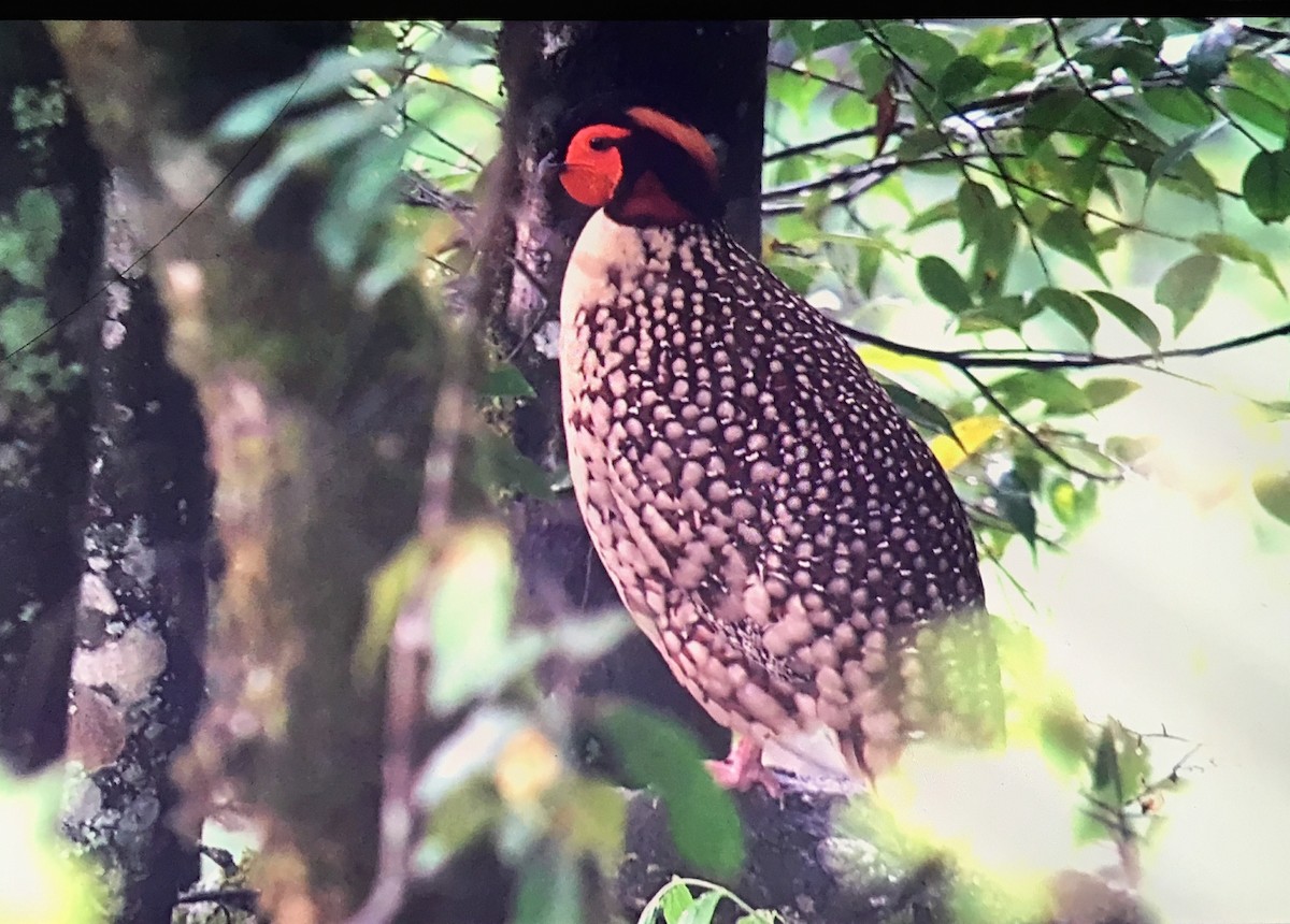 Cabot's Tragopan - Martin Kennewell