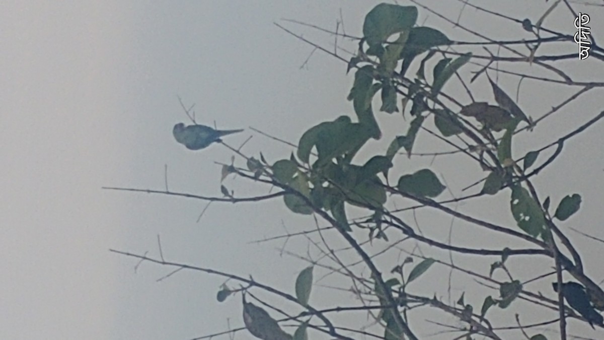 Rose-ringed Parakeet - ML99579571